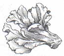 Hen of the Woods