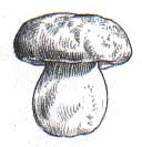 Porcini