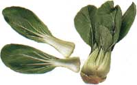 Online Recipes - Bok Choy