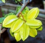 Carambola - Star Fruit