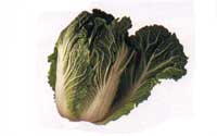 Online Recipes - Chinese Cabbage