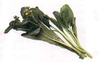 Online Recipes - Chinese Flowering Cabbage ( Choy Sum )