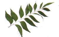 Online Recipes - Curry leaves