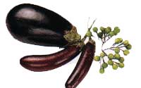 Online Recipes - Eggplant ( Slender )