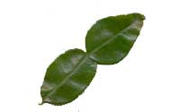 Indonesian lime leaves