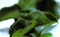 Kaffir Lime Leaves