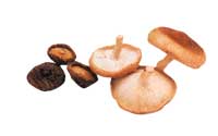 Online Recipes - Mushroom, Shiitake