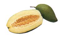 Online Recipes - Green Paw Paw