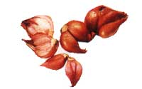 Online Recipes - Red Asian Shallots