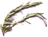 Rosemary