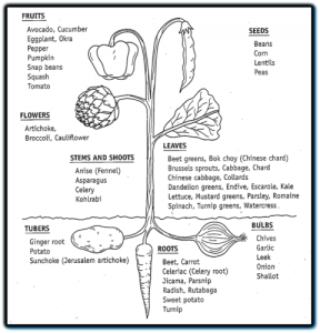 Classification of vegetables